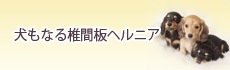 犬もなる椎間板ヘルニア